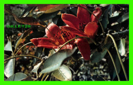 CLEARWATER, FL - KAPOK TREE INN - THE KAPOK TREE BLOOMS IF FEBRUARY - ACTION COLOR PRODUCTIONS - - Clearwater