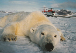 Norway Arctic Heli Flight From Polarstern To Polarstern 5.09.1998 Postcard Polar Bear & Heli (JS163C) - Vuelos Polares