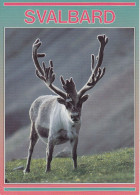 Norway Polarstern Postcard Svalbard Reindeer Signature Ca Longyearbyen  18.9.2008 (JS164A) - Polar Ships & Icebreakers