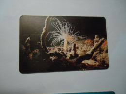 VENEZUELA   USED  CARDS  FISH FISHES  MARINE LIFE - Poissons