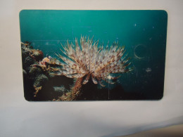 VENEZUELA   USED  CARDS  FISH FISHES  MARINE LIFE - Fish