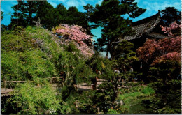 18-2-2024 (4 X 30) USA  - San Francisco Japanese Tea Garden - Arbres