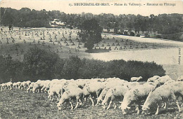 76* NEUFCHATEL EN BRAY  Plaine De Valboury  Moutons     RL07.0416 - Neufchâtel En Bray