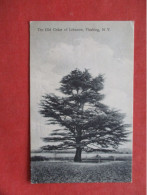 The Old Cedar Of Lebanon. Flushing Long Island - New York > Long Island       Ref 6329 - Long Island
