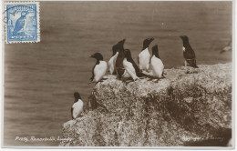 GB LUNDY 1949 1 Puffin Birds On Superb Commercially Used RP Postcard, Rare - Variedades, Errores & Curiosidades