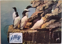 1976..SWEDEN..MAXIMUM CARD..Auks - Cartoline Maximum