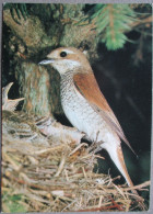 GERMANY DEUTSCHLAND FOGEL BIRD NEUNTOTER LANIUS COLLURIO POSTCARD ANSICHTSKARTE CARTOLINA CARTE POSTALE POSTKARTE CARD - Eimsbüttel