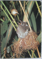 GERMANY DEUTSCHLAND FOGEL BIRD NEUNTOTER LANIUS COLLURIO POSTCARD ANSICHTSKARTE CARTOLINA CARTE POSTALE POSTKARTE CARD - Eimsbüttel