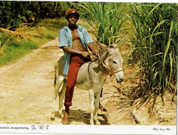 Jamaica Mountain Transportion - Jamaïque