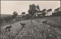 Flower Farm, Scilly, C.1950 - James Gibson RP Postcard - Scilly Isles