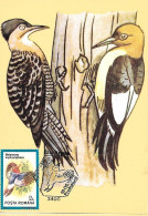 Rumania - Maximum Card 1992 :  Red-headed Woodpecker  -  Melanerpes Erythrocephalus - Specht- & Bartvögel