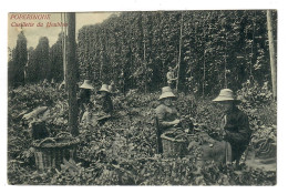 Poperinge   Cueillette Du Houblon       De Hopteelt  La Culture Houblonnière - Poperinge