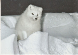 Germany FS Polarstern Postcard  "Arctic Fox" Signature Ca Polarstern 27.08.2000 (JS169C) - Polar Ships & Icebreakers