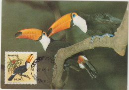 CARTE-MAXIMUM BRESIL (TOUCAN)  Obl Sp 1983 (Ed Mercator) RR - Maximum Cards