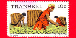 TRANSKEI - Usato - 1976 - Agricoltura - Raccolta Del Tè - 10 - Transkei