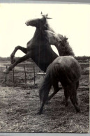 > Chevaux / VOIR  DOS  PHOTO    ////36 - Horses