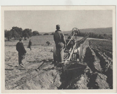 ALGERIE   Labours - Professions