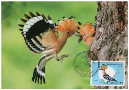 LIBYA 1976 Birds Bird "Eurasian Hoopoe" (maximum-card) #5 - Piciformes (pájaros Carpinteros)