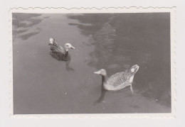 Ducks In Lake, Scene, Vintage Orig Photo 8.6x5.7cm. (68731) - Voorwerpen