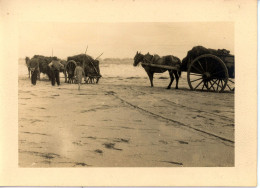 Photo De St Martin De Bréhal, Ramassage Du Varech Département De La Manche Années 1920 Format 13/18 - Places