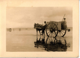 Photo De St Martin De Bréhal, Ramassage Du Varech Département De La Manche Années 1920 Format 13/18 - Orte