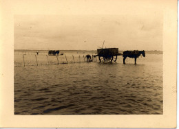 Photo De St Martin De Bréhal, Ramassage Du Varech Département De La Manche Années 1920 Format 13/18 - Orte