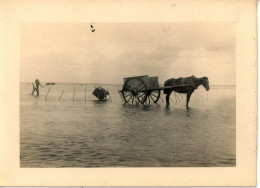 Photo De St Martin De Bréhal, Ramassage Du Varech Département De La Manche Années 1920 Format 13/18 - Orte