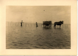 Photo De St Martin De Bréhal, Ramassage Du Varech Département De La Manche Années 1920 Format 13/18 - Luoghi