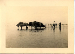 Photo De St Martin De Bréhal, Ramassage Du Varech Département De La Manche Années 1920 Format 13/18 - Luoghi