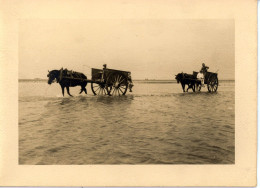 Photo De St Martin De Bréhal, Ramassage Du Varech Département De La Manche Années 1920 Format 13/18 - Orte