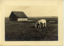 Photo De St Martin De Bréhal, Un Mouton De Le Pré Salé,département De La Manche Années 1920 Format 13/18 - Places