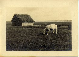 Photo De St Martin De Bréhal, Un Mouton De Le Pré Salé,département De La Manche Années 1920 Format 13/18 - Plaatsen