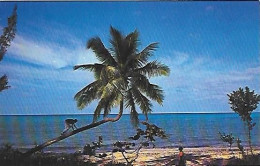 CPSM Nassau In The Bahamas Bohamian Climbs For A Coconut - Bahama's