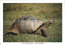 72547930 Schildkroeten Giant Tortois Isla Santa Cruz Galapagos Ecuador  - Turtles