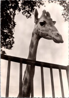 19-2-2024 (4 X 38) Genoline - Black & White (posted In 1956) NO Number - Girafe / Giraffe - Jirafas