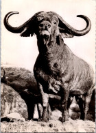 19-2-2024 (4 X 38) Transfusine - Black & White (posted In 1958) Number 85 - Buffle D'Afrique / African Buffalo - Tauri