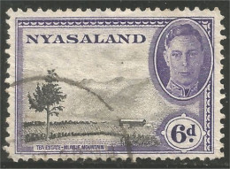 XW01-2115 Nyasaland Tea Estate Plantation Thé Boisson - Sonstige & Ohne Zuordnung