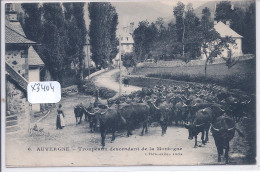 AUVERGNE- TROUPEAUX DESCENDANT DE LA MONTAGNE - Auvergne