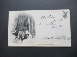 USA 1899 Private Mailing Card / AK The Marvelous Wawona Tree At Mari Posa Published 1898 By Arthur Strauss New York - Covers & Documents