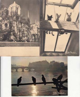 Cartes -  Animaux - Chats Pigeons D'apres Albert Monier : Achat Immédiat - Monier