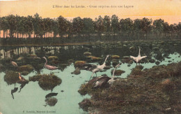 FRANCE - L'hiver Dans Les Landes - Grues Surprises Dans Une Lagune - Carte Postale Ancienne - Autres & Non Classés