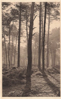 FRANCE - Les Landes De Gascogne - Matin D'automne - Carte Postale Ancienne - Autres & Non Classés