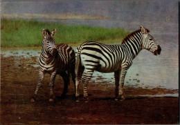 H0607 - Zebra - Planet Verlag DDR - Zebra's