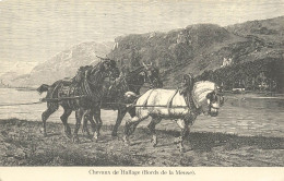 ANIMAUX - Chevaux - Chevaux De Hallage (Bords De La Meuse) - Carte Postale Ancienne - Pferde