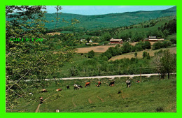 POWNAL VALLEY, VT  - FORWARD'S COLOR PRODUCTIONS INC - KOPPEL COOLOR CARDS - - Sonstige & Ohne Zuordnung