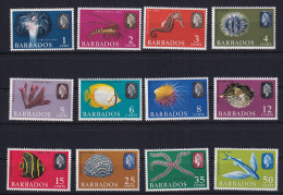 Barbados: 1965   Marine Life To 50c    SG322-333   [Wmk Upright]   MNH - Barbades (...-1966)