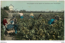 LES GRAPPES ET LES COEURS SE CUEILLENT AUX VENDANGES - Paysans