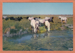 CHEVAL HORSE PFERD CABALLO CAVALLO - EN CAMARGUE - TAUREAUX CHEVAUX SAUVAGES - NEUVE - Bull