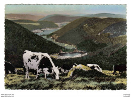 88 Hautes Vosges N°55 XONRUPT Lacs De Retournemer Et Longemer Beau Troupeau De Vaches VOIR DOS - Xonrupt Longemer