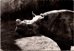 20-2-2024 (4 X 43) Genoline - Black & White (posted In 1957) 29 - Rhinoceros - Rinoceronte